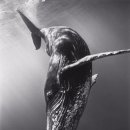 스윗 피플 이미지