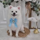 뭉치, 그루밍 이미지