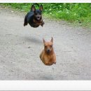 멍멍아 야옹해봐 이미지