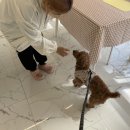 Pet nosh(펫노쉬) 이미지