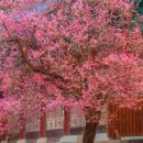 매화2길 이미지