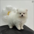 동행 애견 돌봄센터 하남점 이미지