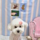 프롬율무 이미지