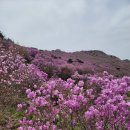 🩵 30만평 비슬산 진달래 군락지 정복기 ⛰️ 이미지