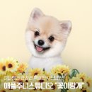 꽃이랑개랑 이미지