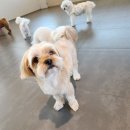 라인하트 애견호텔 유치원 이미지