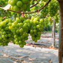 꿈꾸는 농장 이미지