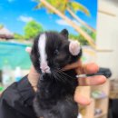 비치힐 | 영종도펜션 비치힐뷰하우스 후기 을왕리 바다를 이렇게 가까이서? 가성비까지 잡은 숙소 발견