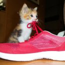 AVC 동물메디컬센터 이미지