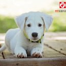 천안동물의료센터 24시 이미지