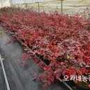 오가네 하우스 이미지