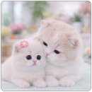 광주 고양이 분양 냥블리 광주점 | 광주고양이분양 분양처