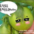밥풀꽃마을 네이버블로그