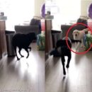 산책가개 이미지