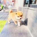 인천강아지분양 고양이분양 24시 데려가개 청라점 이미지