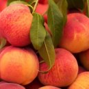 진희농장 이미지