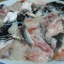 통영참복 이미지