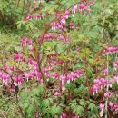 약이 되는 산야초 이미지