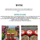 김장용 생새우&영광 칠산도 갯벌 천일염&강화도 새우젓!!!! 이미지