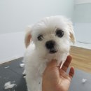 달국자 네이버블로그