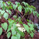 삼지구엽초 효능 이미지