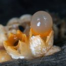 공버섯 [포탄버섯; Cannonball fungus] 이미지