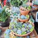 혜인이네꽃가게 이미지