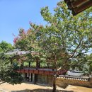 향교 | 밀양 당일치기, 배롱나무를 찾아 떠난 밀양향교 방문 후기, 주차정보
