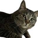 고도리몰 | [ANF 무해크루 3기] STEP1. 고도리 인사드립니냥 : 고양이 소개로 시작해 선정 후기까지🐈