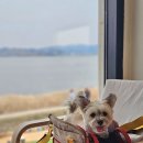 강화서로 | 강화도 바다뷰 카페｜강화신상카페 소금정원 바다뷰 애견동반 힐링 후기