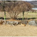 고양이 행복 쉼터 이미지