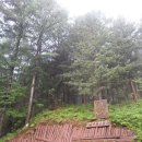 한반도산삼마을