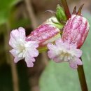 아침이슬 이미지