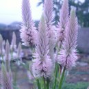 송정하우스 이미지