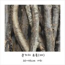 여울목 아쿠아 | 낙동납자루 수조 세팅기 ft 여울목아쿠아