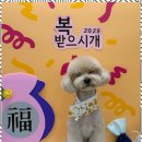 편안한댕 이미지