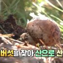 송이감자탕