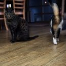 기미상궁 이미지