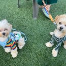 댕겨오시개 이미지