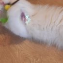 히히냥냥 이미지