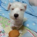 니가좋아