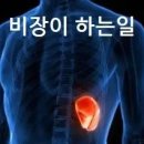 비장이 하는일 비장이 없으면 어떻게 될까 이미지