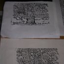 스테이나무 이미지