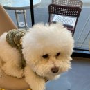 댕댕플래닛 이미지