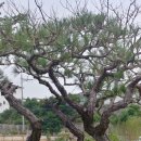 태경조경