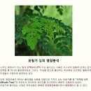 혈당 조절과 당뇨 합병증에 좋은 모링가 moringa 이미지