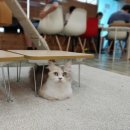 고양이별 캣 카페 네이버블로그