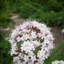 소백산호스민박 | 2차대간(23) : 죽령~비로봉~비로사
