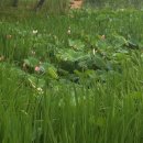 유등연지 이미지