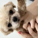 효자 동물병원 이미지